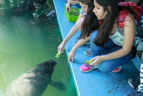 Manatee Rescue Center